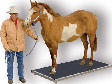 Horse Scale